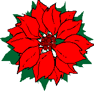 poinsettia