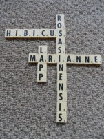 Foto af Marianne Lapp